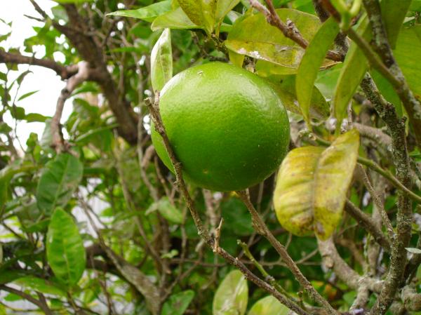 Grapefruit