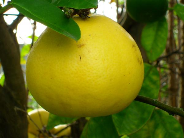 Grapefruit