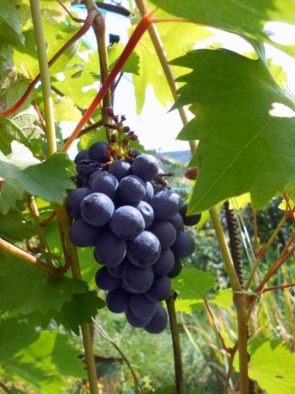 grapes