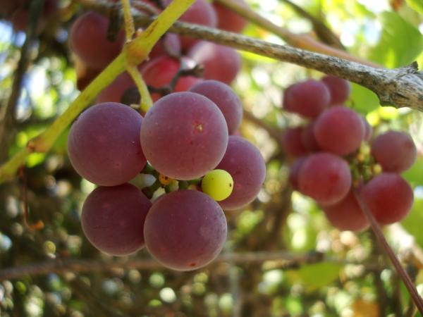 Grapes on a vineyard