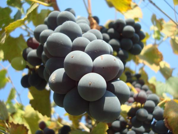 Grapes on a vineyard