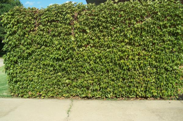 Grapevine on Brick Wall