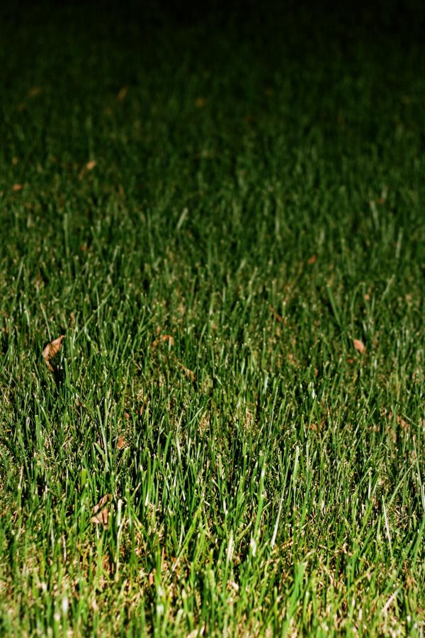 Grass