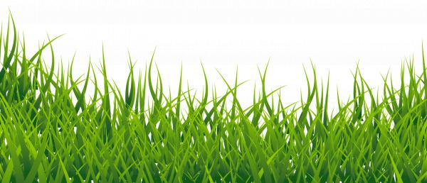 Grass