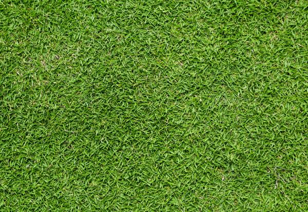 Grass