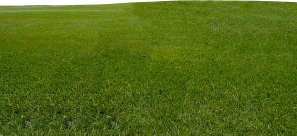 Grass