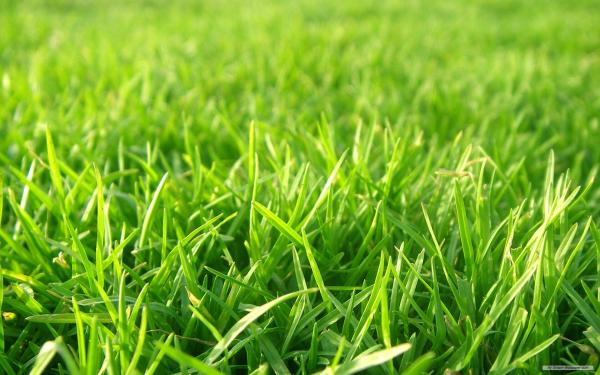 Grass