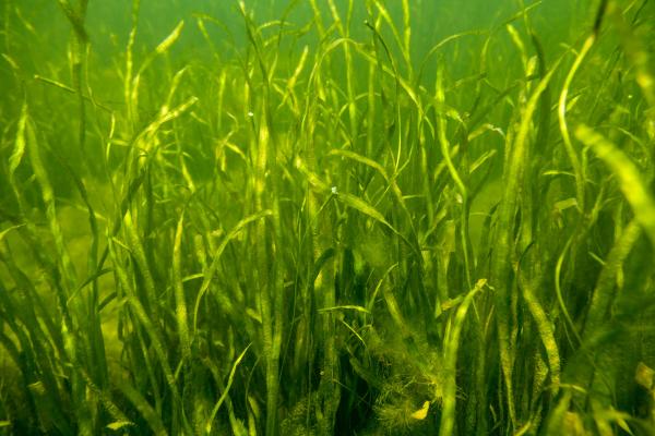 Grass