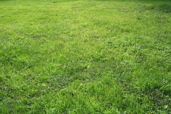 Grass