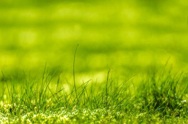 Green grass