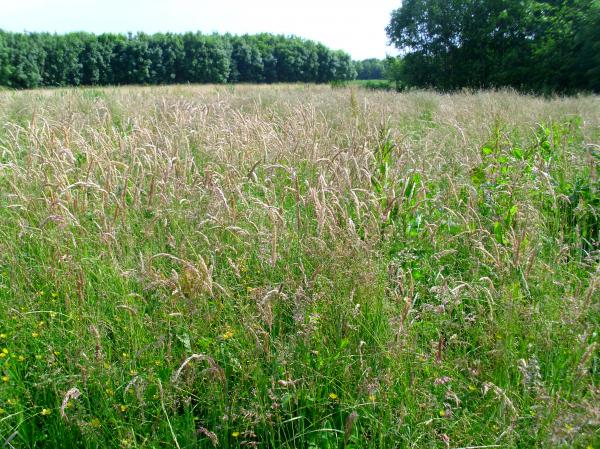 Grass 2