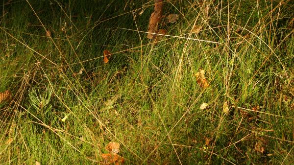Grass 3
