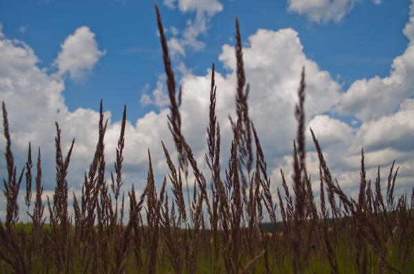 Grass