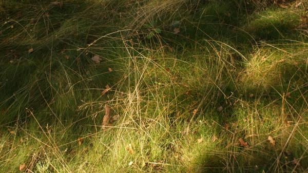 Grass 4
