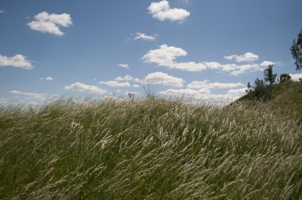 Grass