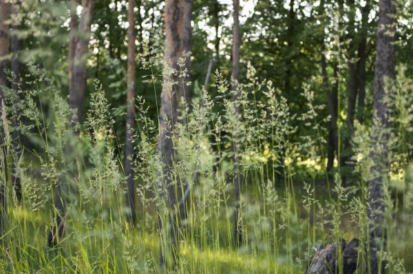 Grass