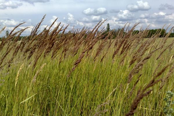 Grass