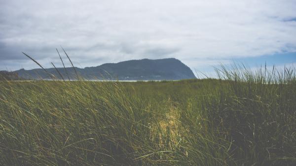 Grass