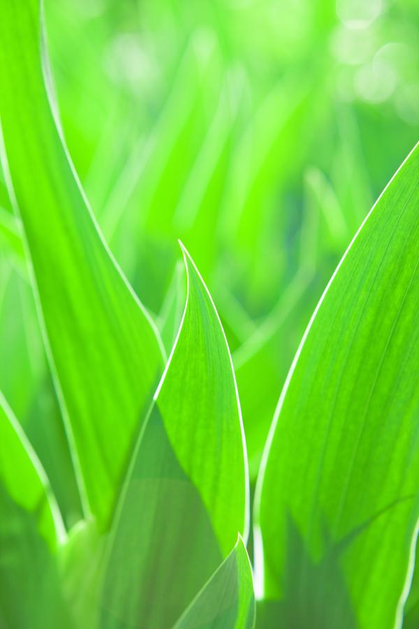 Grass