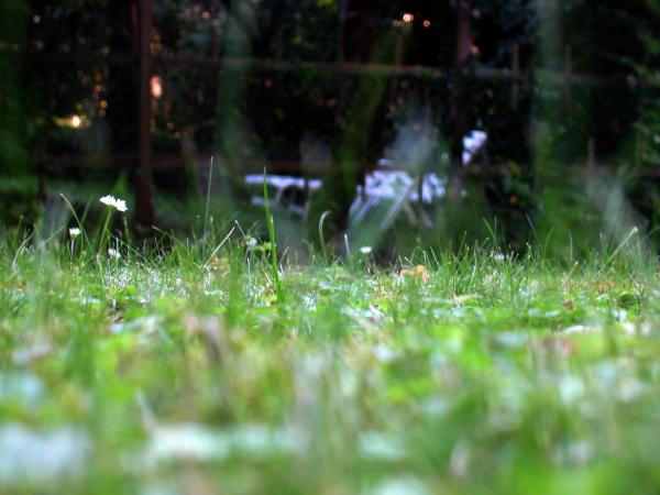 Grass
