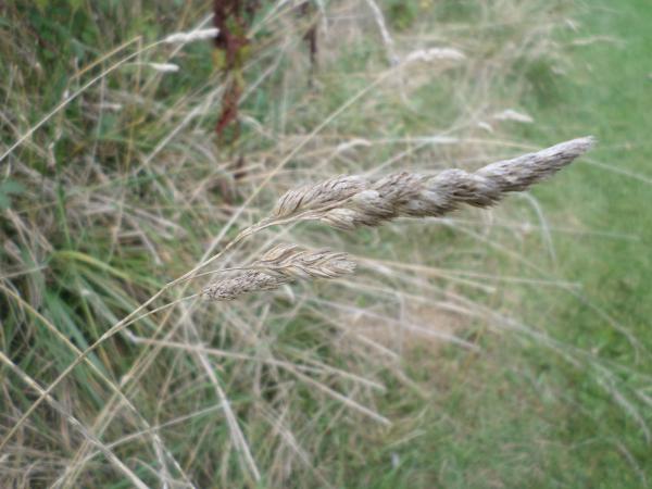 Grass