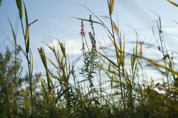 Grass
