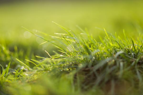Grass