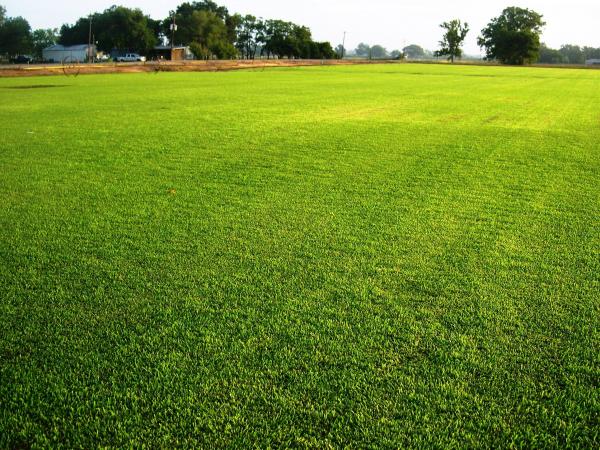 spring green grass