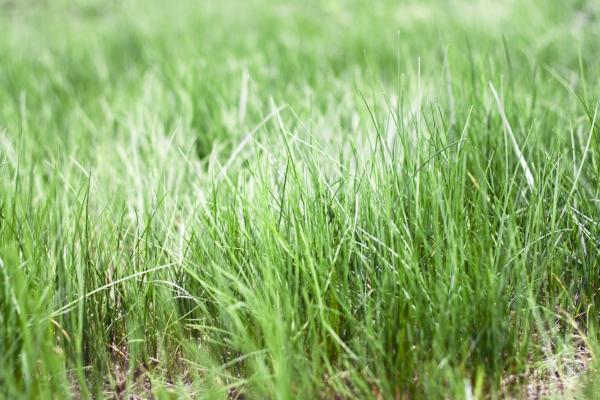 Grass