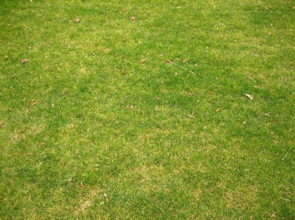 grass