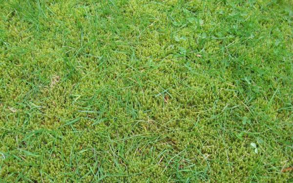 Grass and moss