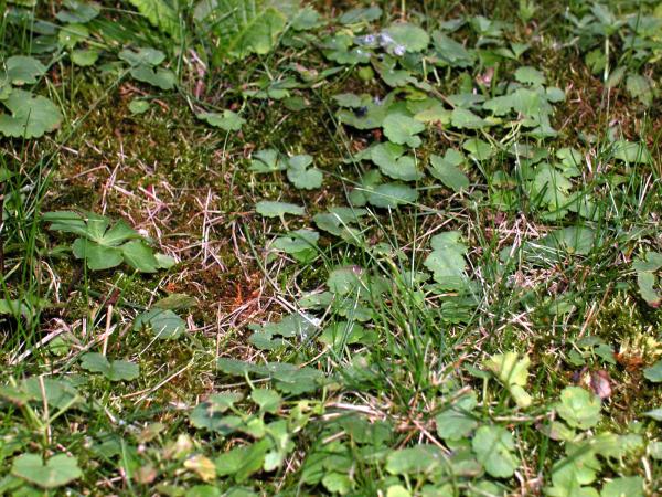 Grass and plants
