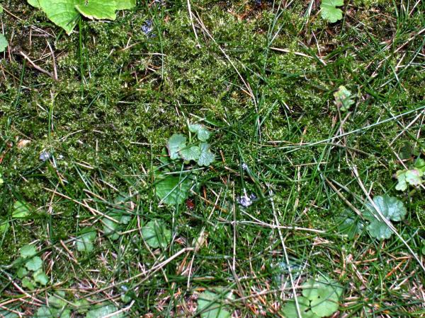 Grass and plants