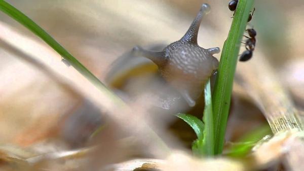 Grass and snail