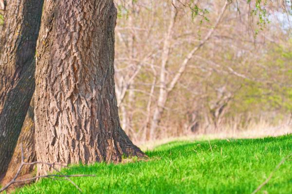 grass and tree