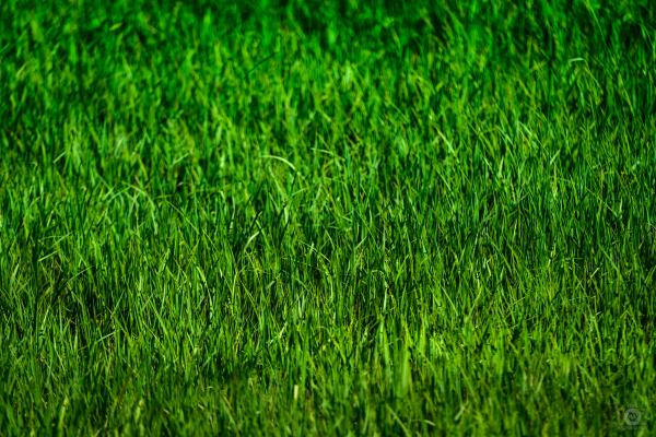 Grass background