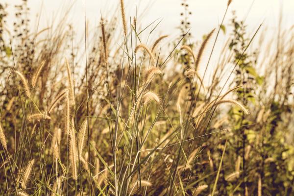 Grass Covered Field during Day