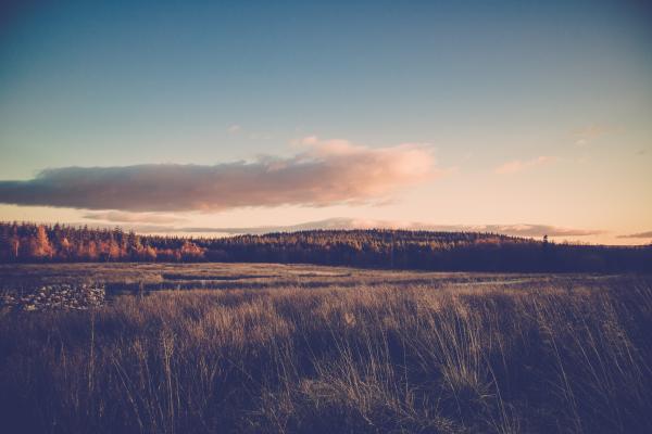 Grass Field