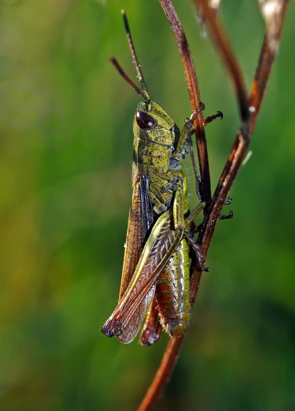 Grass Hopper