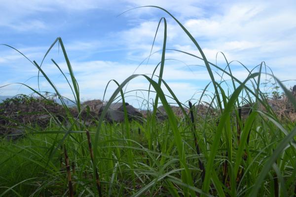 Grass in The Field