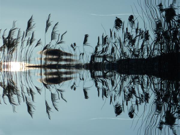 Grass in Water Reflection