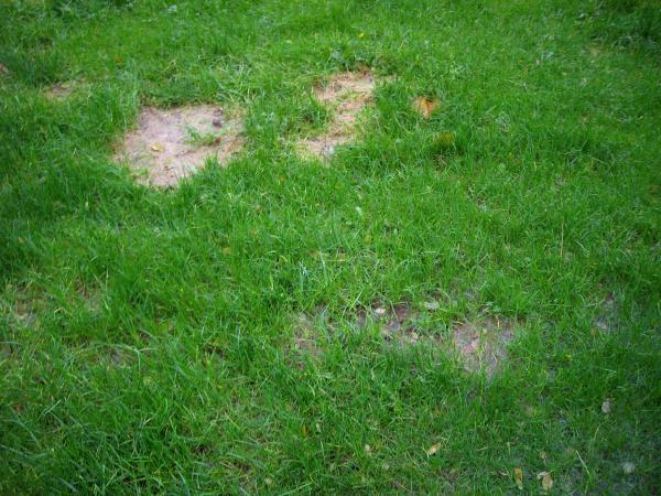Grass in Winter