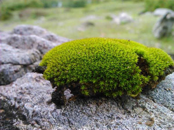 Grass on rock