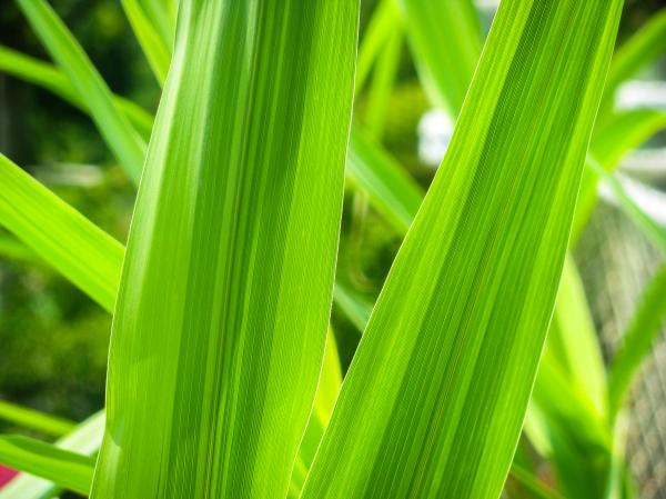 grass texture