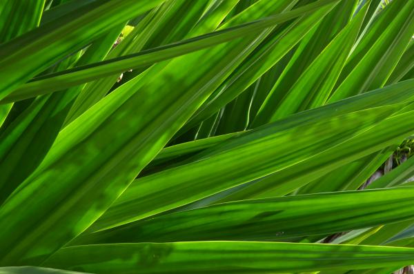 grass texture