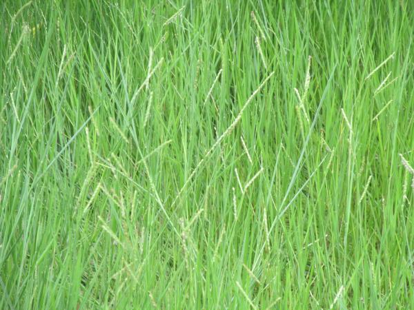 grass texture