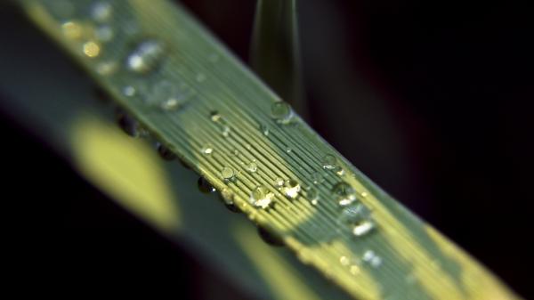 Grass with droplets of water