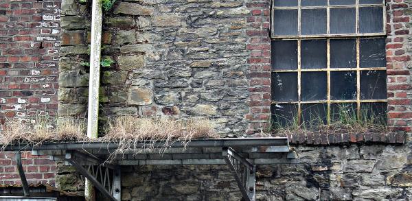 Grasses at the Top of Building Structure during Daytime