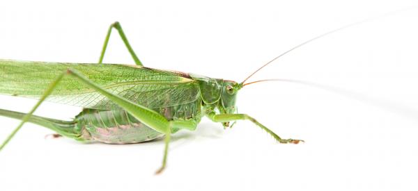 Grasshopper