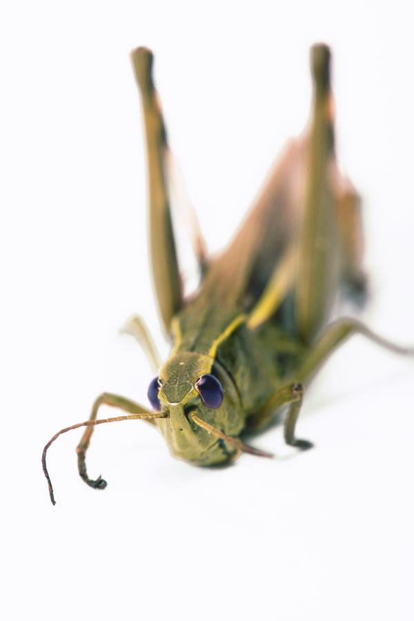 Grasshopper